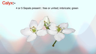4 or 5 Sepals present : free or united; imbricate; green
Calyx:-
 