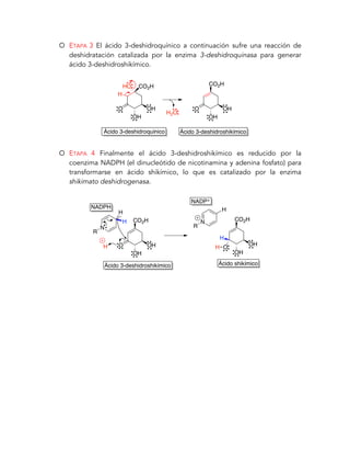 Ruta del ácido shikimico PDF