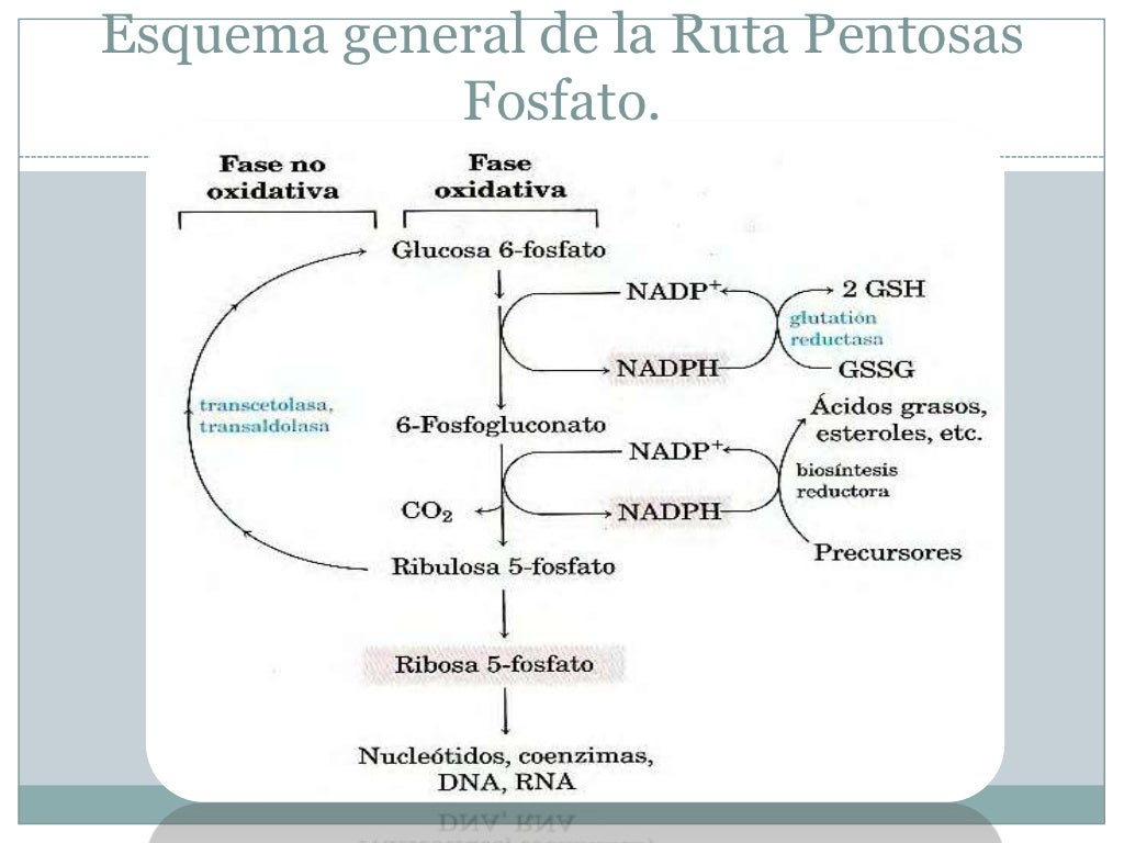 Ruta de las pentosas fosfato Ruta de las pentosas fosfato