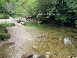 RIO CASAÑO AFLUENTE DEL CARES
 