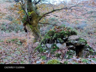 CASTAÑO Y CUERRIA
 