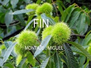 FIN
MONTAJE : MIGUEL
 