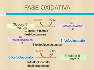 FASE OXIDATIVA 
Glucosa-6- 
fosfato 
6- 
fosfoglucolacton 
a 
6- 
fosfoglucolacton 
a 
6-fosfogluconato 
6-fosfogluconato 
Ribulosa-5- 
fosfato 
NADP NADP 
Glucosa-6-fosfato 
deshidrogenasa 
H 
6-fosfoglucolactonasa 
NADP NADP 
H 
6-fosfogluconato 
deshidrogenasa 
 