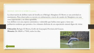 DELFINES – REFUGIO EL MORRO (Ecoturismo)
La observación de delfines nariz de botella en el Refugio Manglares El Morro es u...