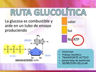 La glucosa es combustible y 
arde en un tubo de ensayo 
produciendo 
calor 
luz 
No ATP 
• Sintetizar 
• trabajo mecánico 
• TRANSPORTE ACTIVO 
• potenciales de membrana 
• SECRECIÓN CELULAR 
 