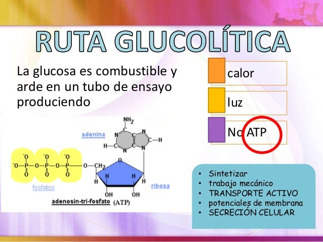 Ruta glucolítica