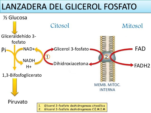 Ruta glucolítica