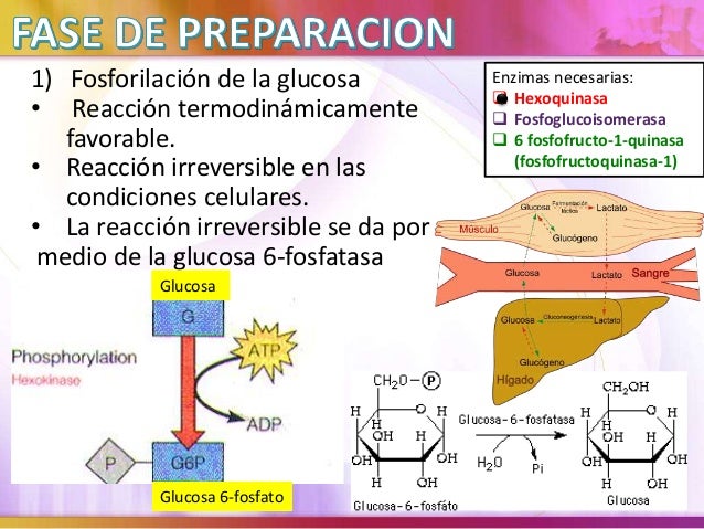 Ruta glucolítica