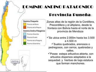 DOMINIO ANDINO PATAGONICO 
Provincia Puneña:: 
Zonas altas de la región de la Cordillera, 
Precordillera y el altiplano, desde la 
frontera con Bolivia hasta el norte de la 
provincia de Mendoza 
Se ubica entre 2.000m hasta los 3.500 
a 4.500 m 
Suelos quebrados, arenosos o 
pedregosos, con cerros, quebradas y 
valles. 
Posee estepa arbustiva abierta, con 
arbustos dispersos adaptados a la 
sequedad. y hierbas de baja estatura 
que forman manchones. 
 