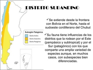 DISTRITO SUBANDINO 
Se extiende desde la frontera 
con Bolivia en el Norte, hasta el 
sudoeste cordillerano del Chubut 
Su fauna tiene influencias de los 
distritos que la rodean por el Este 
(pampásico y subtropical) y por el 
Sur (patagónico) con los que 
comparte una amplia variedad de 
especies aunque, en muchos 
casos, con subespecies bien 
diferenciadas. 
 