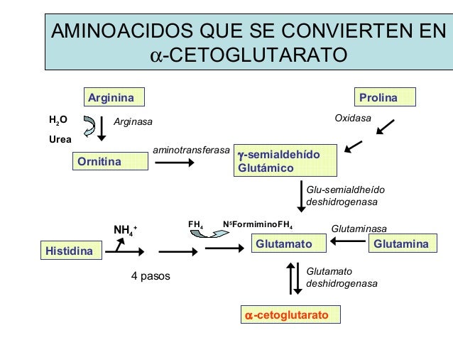 Prácticas para calculadora metabolismo basal harris benedict