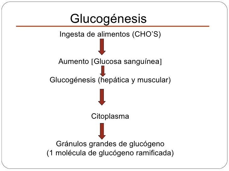 Rutas del metabolismo carbohidratos Rutas del metabolismo carbohidratos