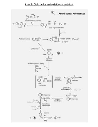 Ruta 2: Ciclo de los aminoácidos aromáticos
 