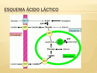 ESQUEMA ÁCIDO LÁCTICO
 