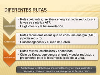 DIFERENTES RUTAS
Catabólicas
• Rutas oxidantes; se libera energía y poder reductor y a
la vez se sintetiza ATP.
• La glucólisis y la beta-oxidación.
Anabólicas
• Rutas reductoras en las que se consume energía (ATP)
y poder reductor.
• Gluconeogénesis y el ciclo de Calvin.
Anfibólicas
• Rutas mixtas, catabólicas y anabólicas,
• Ciclo de Krebs, que genera energía y poder reductor, y
precursores para la biosíntesis, ciclo de la urea.
Anabolismo y catabolismo son simultáneos y a veces sin límites
precisos y requieren de enzimas para poderse llevar a cabo.
 