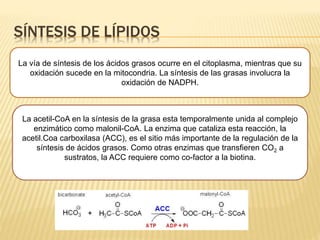 SÍNTESIS DE LÍPIDOS
La vía de síntesis de los ácidos grasos ocurre en el citoplasma, mientras que su
oxidación sucede en la mitocondria. La síntesis de las grasas involucra la
oxidación de NADPH.
La acetil-CoA en la síntesis de la grasa esta temporalmente unida al complejo
enzimático como malonil-CoA. La enzima que cataliza esta reacción, la
acetil.Coa carboxilasa (ACC), es el sitio más importante de la regulación de la
síntesis de ácidos grasos. Como otras enzimas que transfieren CO2 a
sustratos, la ACC requiere como co-factor a la biotina.
 