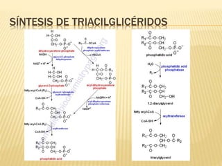 SÍNTESIS DE TRIACILGLICÉRIDOS
 
