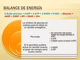 BALANCE DE ENERGÍA
2 Ácido pirúvico + 4 ATP + 2 GTP + 2 NADH + 6 H2O → Glucosa +
4ADP + 2GDP + 6Pi + 2NAD + 2H+
La síntesis de glucosa es
costosa para la célula en
un sentido energético.
Piruvirato
Si la glucólisis pudiera
actuar en sentido inverso,
el gasto de energía sería
mucho menor:
• Se consumen seis grupos
fosfato de energía elevada (4
ATP).
• 2 GTP.
• 2 NADH (como si fueran 5 ATP)
• 2 NADH
• 2 ATP
 