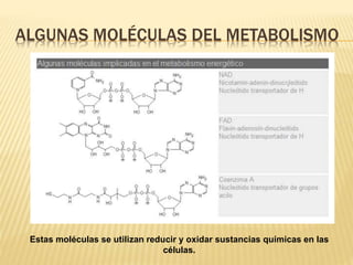 ALGUNAS MOLÉCULAS DEL METABOLISMO
Estas moléculas se utilizan reducir y oxidar sustancias químicas en las
células.
 