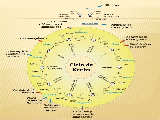 Rutas Metabolicas