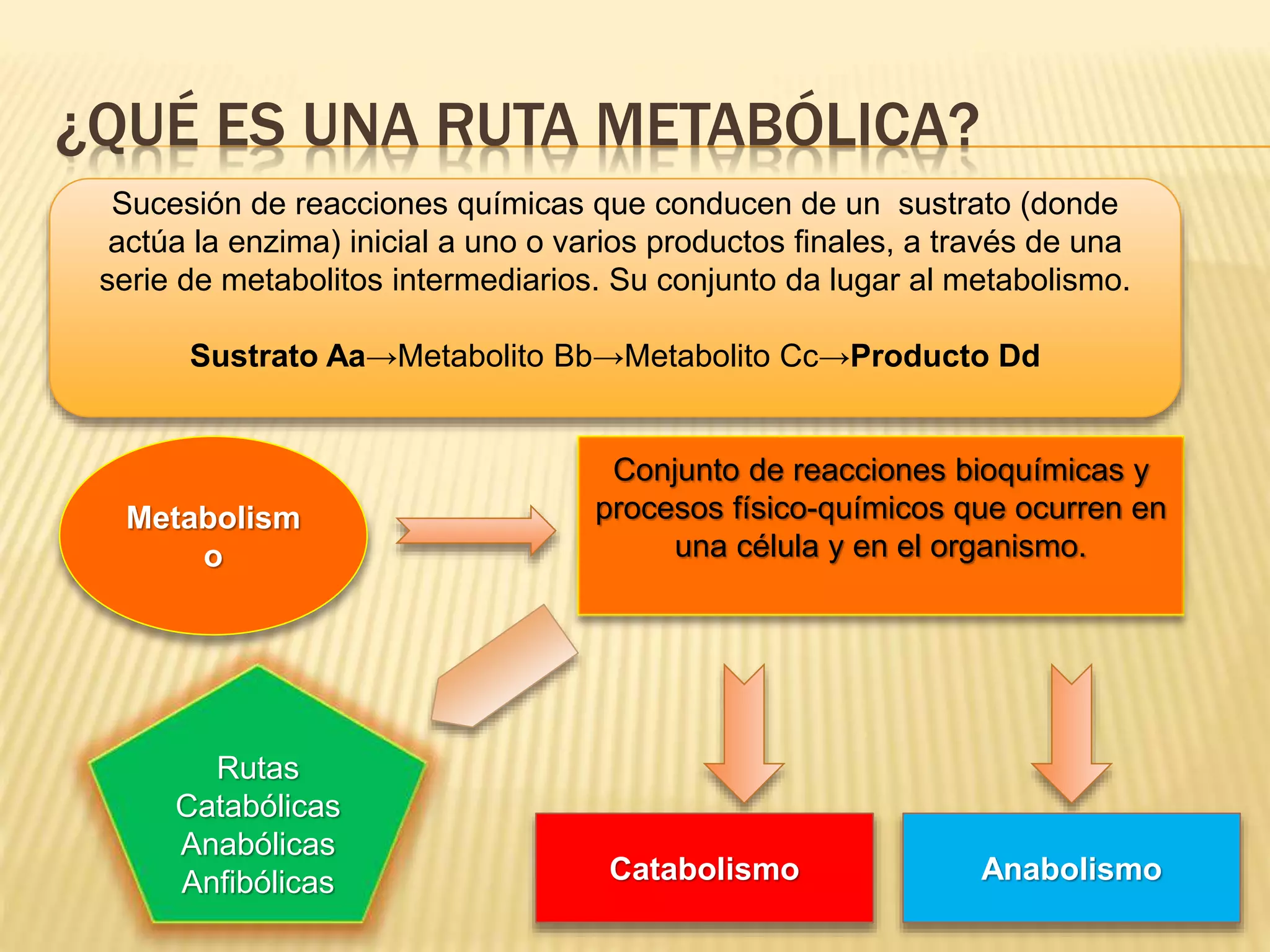 Rutasmetabolicas (1) | PPT