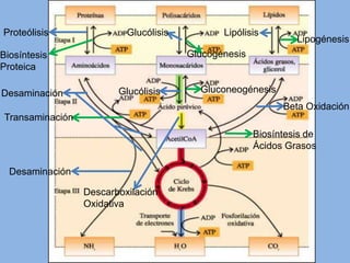 Proteólisis Glucólisis Lipólisis
Lipogénesis
Biosíntesis Glucogénesis
Proteica
Desaminación Glucólisis Gluconeogénesis
Beta Oxidación
Transaminación
Biosíntesis de
Ácidos Grasos
Desaminación
Descarboxilación
Oxidativa