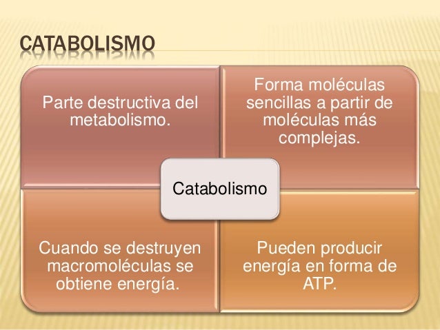 Rutasmetabolicas