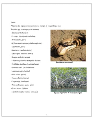 11
Fauna
Algumas das espécies mais comuns no mangal de Moçambique são:-
Sesarma spp., (caranguejo do pântano)
-Dromas ardeola, (ave)
-Uca spp., (caranguejo violinista)
-Platalea alba, (ave)
-Scyllaserrata (caranguejoda lama gigante)
-Egretta alba, (ave)
-Saccostrea cucullata, (ostra)
-Crocodylus niloticus (réptil)
-Balanus anfitrite, (craca)
-Terebralia palustris, (rastejador da lama)
-Cerithidea decollata, (búzio da lama)
-Strombus spp., (búzio da lama)
-Liza macrolepis, (tainha)
-Hilsa kelee, (peixe)
-Chanos chanos, (peixe)
-Thryssaspp., (anchova)
-Plotosus lineatus, (peixe gato)
-Gerres oyena, (góbio)
-S pratellomorpha bianalis (arenque)
Caranguejo nos mangais
Espécie importante de aves nos mangais
 