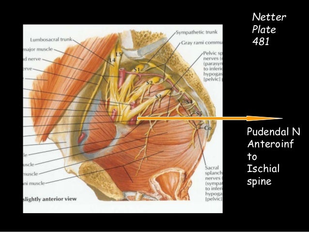 Dr Ruth Jones A Closer Look At Male Female Pelvic Pain