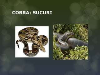 COBRA: SUCURI
 