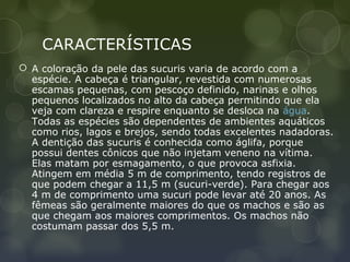 CARACTERÍSTICAS
 A coloração da pele das sucuris varia de acordo com a
  espécie. A cabeça é triangular, revestida com numerosas
  escamas pequenas, com pescoço definido, narinas e olhos
  pequenos localizados no alto da cabeça permitindo que ela
  veja com clareza e respire enquanto se desloca na água.
  Todas as espécies são dependentes de ambientes aquáticos
  como rios, lagos e brejos, sendo todas excelentes nadadoras.
  A dentição das sucuris é conhecida como áglifa, porque
  possui dentes cônicos que não injetam veneno na vítima.
  Elas matam por esmagamento, o que provoca asfixia.
  Atingem em média 5 m de comprimento, tendo registros de
  que podem chegar a 11,5 m (sucuri-verde). Para chegar aos
  4 m de comprimento uma sucuri pode levar até 20 anos. As
  fêmeas são geralmente maiores do que os machos e são as
  que chegam aos maiores comprimentos. Os machos não
  costumam passar dos 5,5 m.
 