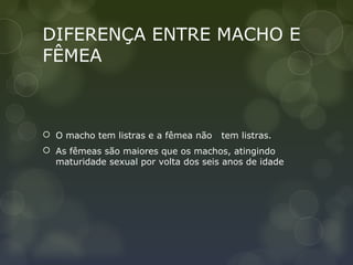 DIFERENÇA ENTRE MACHO E
FÊMEA



 O macho tem listras e a fêmea não   tem listras.
 As fêmeas são maiores que os machos, atingindo
  maturidade sexual por volta dos seis anos de idade
 