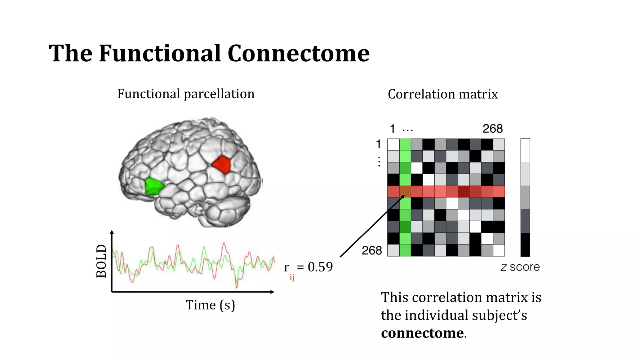 The Functional Connectome
Functional parcellation
BOLD
Time (s)
Correlation matrix
r
ij
= 0.59
This correlation matrix is
the individual subject’s
connectome.
 