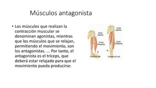 Músculos antagonista
• Los músculos que realizan la
contracción muscular se
denominan agonistas, mientras
que los músculos...