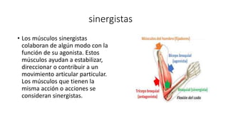 sinergistas
• Los músculos sinergistas
colaboran de algún modo con la
función de su agonista. Estos
músculos ayudan a esta...