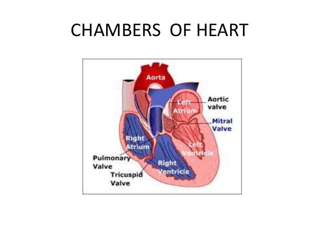 cardiac physiology diagram of cardiac output 