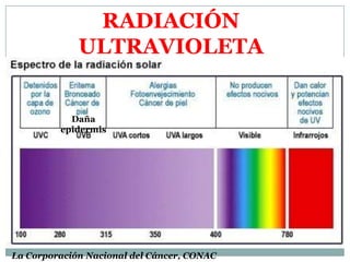 RADIACIÓN ULTRAVIOLETADaña epidermisLa Corporación Nacional del Cáncer, CONAC