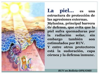 La piel… es una estructura de protección de las agresiones externas.Melanina, principal barrera de defensa, que evita que la piel sufra quemaduras por la radiación solar, sin embargo también son estimulados por RUV.Y entre otros protectores está la sudoración, capa córnea y la defensa inmune.RUV en Bolivia-OPS/OMS