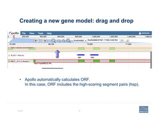 Creating a new gene model: drag and drop
Example 69
•  Apollo automatically calculates ORF.
In this case, ORF includes the...