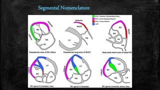Segmental Nomenclature
 