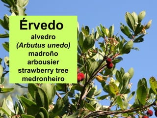 Érbedo
alvedro
(Arbutus unedo)
madroño
arbousier
strawberry tree
medronheiro
 