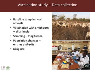 Towards the development of optimal vaccination strategies for Rift Valley fever in East Africa