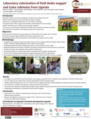 Laboratory colonization of field Aedes aegypti
and Culex rubinotus from Uganda
Patrick P. Abila1,2,3, Bernard Bett1, Denis Mugizi1, Kristina Roesel1, Amira Al-Hosary4, Yusuf Lukenge2,
Cornelia Silaghi4, Ard M. Nijhof3
1International Livestock Research Institute; 2National Livestock Resources Research Institute; 3Freie Universität Berlin; Friedrich-Loeffler-Institute
Introduction
• Mosquito colonies are vital for investigations of both vector biology and control.
• Many mosquito arbovirus vectors have been described in Uganda
• Arboviruses, including Rift Valley fever virus are endemic in Uganda.
• Successive waves of RVF in Uganda call for better understanding of its vector biology
• No RVF competent vector colonies are being reared in Uganda.
• To this end, an insectary was established at NaLIRRI with the purpose of rearing mosquitoes
• This will improve surveillance of emerging mosquito-borne arboviruses.
Objectives
(1) To characterize laboratory rearing conditions for field colonies of A. aegypti and C. rubinotus
(2) To obtain mosquito eggs needed for RVF infection experiments at FLI
(3) To identify mosquito species collected from the field that are potential vectors of RVF
Conclusions
• Colonization of Cx. rubinotus and possibly other Culex spp. from the field requires
adjusting rearing conditions
• Nascent, local Ugandan colonies of Ae. aegypti and Cx. rubinotus for use in arbovirus
transmission studies were established.
Corresponding author: Denis Rwabiita Mugizi
d.mugizi@cgiar.org
ILRI c/o Bioversity International
P.O. Box 24384, Kampala Uganda
+256 392 081 154/155
This document is licensed for use under the Creative Commons
Attribution 4.0 International Licence. September 2022.
22 September 2022
ILRI thanks all donors and organizations which globally support its work through their contributions to the CGIAR Trust Fund.
Contribution to Uganda’s livestock development agenda
Mosquito colonies will improve the understanding of the vector biology of the mosquito
vectors of Arboviruses in Uganda.
Methodology
• A. aegypti and C. rubinotus larvae from Wakiso, Hoima, Tororo, Kampala, Mbarara, Budaka, Butebo, Napak,
Isingiro, Lyantonde, Kagadi & Rwampara were collected and incubated.
• Emerging F0 adults were offered 10% glucose solution in cotton wool for at least 4 days.
• Mosquito blood diets were drawn in EDTA from the jugular and brachial vein of a bull and hen, respectively.
• The glucose solution was withdrawn 24 hours before a blood meal.
• Blood was provided in a mosquito glass feeder or sheathed blood in collagen sausage casing.
• For the F1 of Cx. rubinotus bovine blood was spiked with glucose and fed in a glass feeder.
• Morphological identification of mosquitoes collected from RVF high risk and low risk areas is ongoing.
Biogent trap setup in Mbarara
Results
• Ae. aegypti successfully fed on both blood feeder and sausage casing while F0 of Cx. rubinotus only responded to sheathed chicken blood.
• F1 of Cx. rubinotus were able to feed on glucose spiked bovine blood in the glass feeder
• 38 filter papers with eggs of (F1= 27; F2= 7 and F3= 4) of Ae. aegypti from Hoima, Wakiso/Nakyesasa, Kampala and Tororo have been collected
• One colony of Cx. rubinotus from Mbarara is being reared and has reached F4
• All colonies from Rwampara, Budaka, Butebo, Napak, Isingiro, Kagadi and Lyantode died (the lab was still finetuning the rearing protocol)
• Morphological identification of mosquitoes from the field is ongoing
Mosquito larvae collection in Mbarara Mosquito rearing cage at NaLIRRI
Training of the team at NaLIRRI
The insectary establishedat NaLIRRI
 