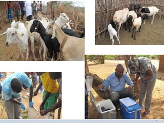 Inter-epidemic Rift Valley fever virus seropositivity in an irrigation scheme in Bura, southeast Kenya