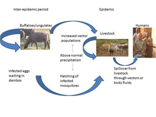 Rift Valley fever virus seroprevalence among ruminants and humans in northeast Kenya