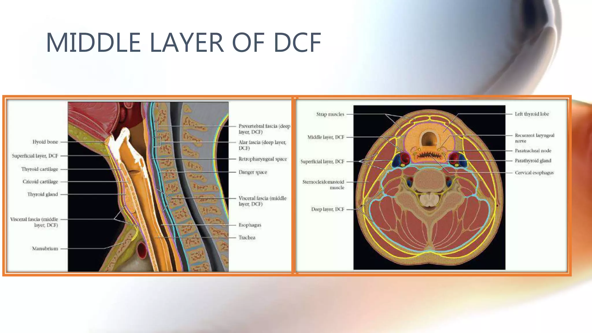 MIDDLE LAYER OF DCF
 