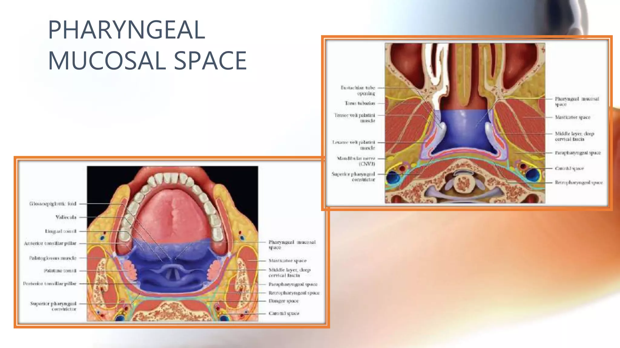 PHARYNGEAL
MUCOSAL SPACE
 