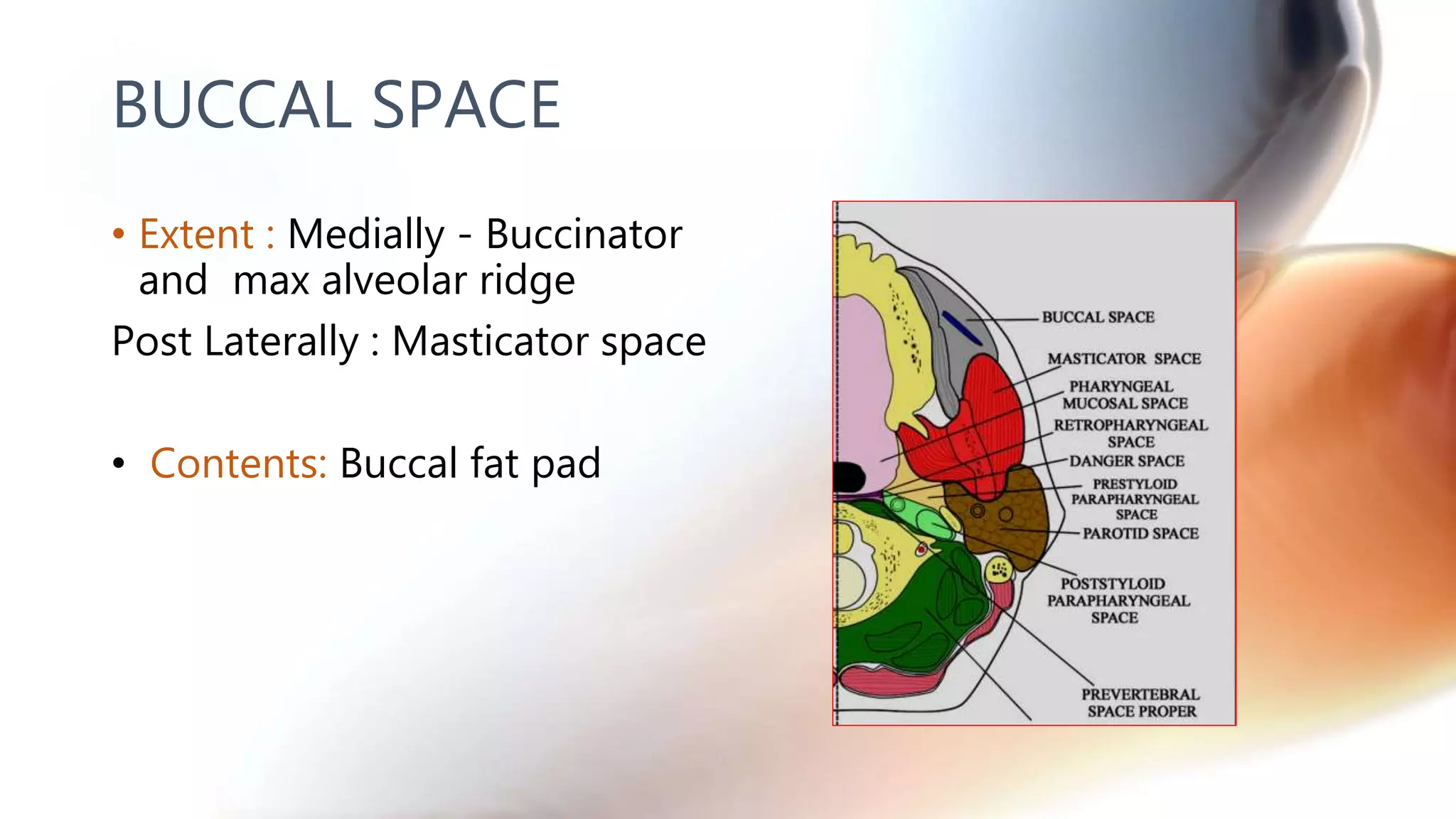 BUCCAL SPACE
• Extent : Medially - Buccinator
and max alveolar ridge
Post Laterally : Masticator space
• Contents: Buccal fat pad
 