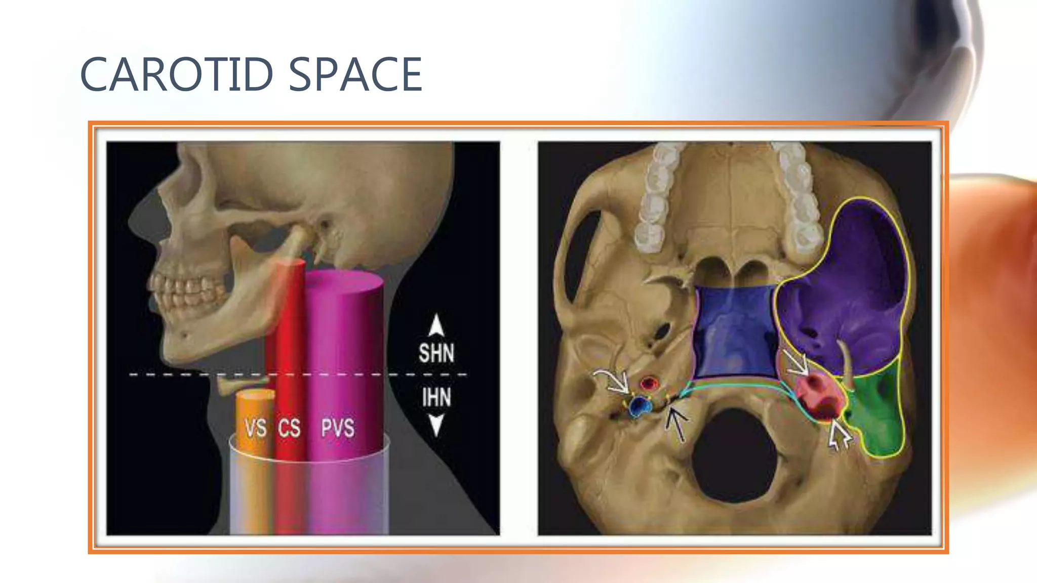 CAROTID SPACE
 