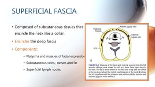 SUPERFICIAL FASCIA
• Composed of subcutaneous tissues that
encircle the neck like a collar.
• Encircles the deep fascia
• ...